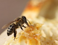 The bees love sweet, like a nectar or a candy from the  sugar and the honey.