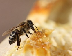The bees love sweet, like a nectar or a candy from the  sugar and the honey.